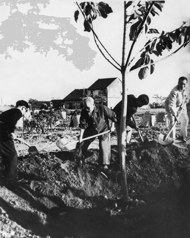 Ngày 28-11-1959: Bác Hồ phát động phong trào Tết trồng cây