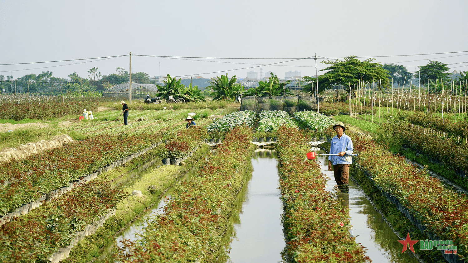 Làng hoa Mê Linh rộn ràng trước thềm Lễ hội hoa đầu tiên