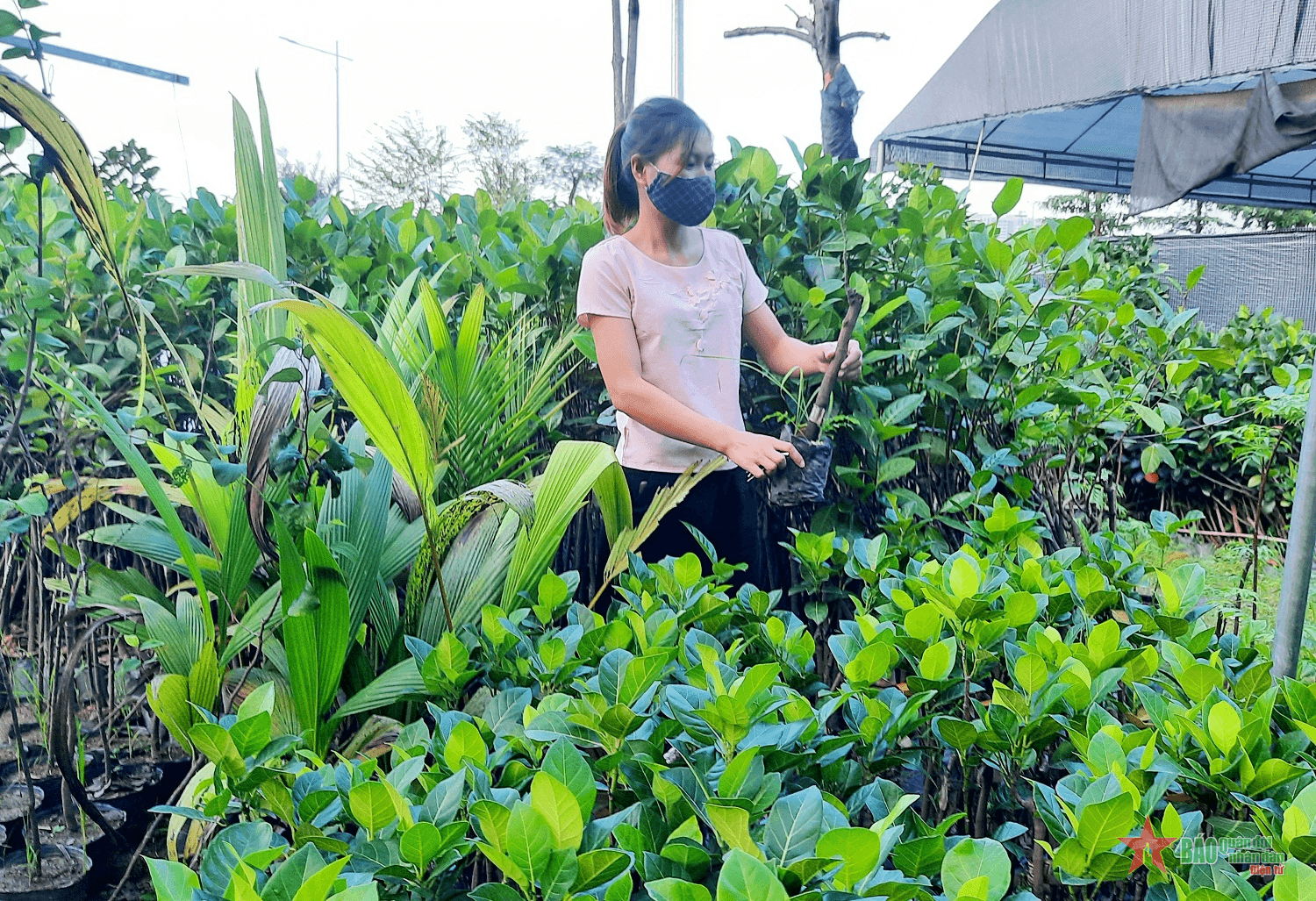 Vườn ươm cây giống cho thu nhập ổn định