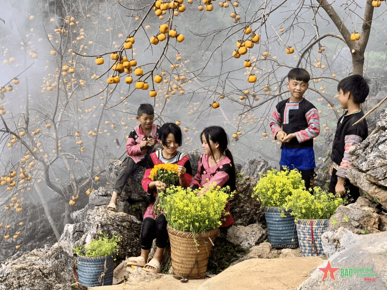Thu nhập khá từ vườn quả hồng giòn