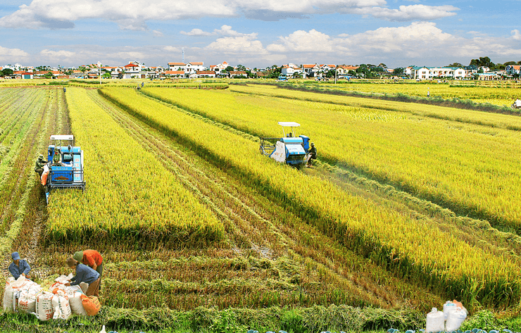 Để có vùng lúa chuyên canh 1 triệu héc-ta chất lượng cao