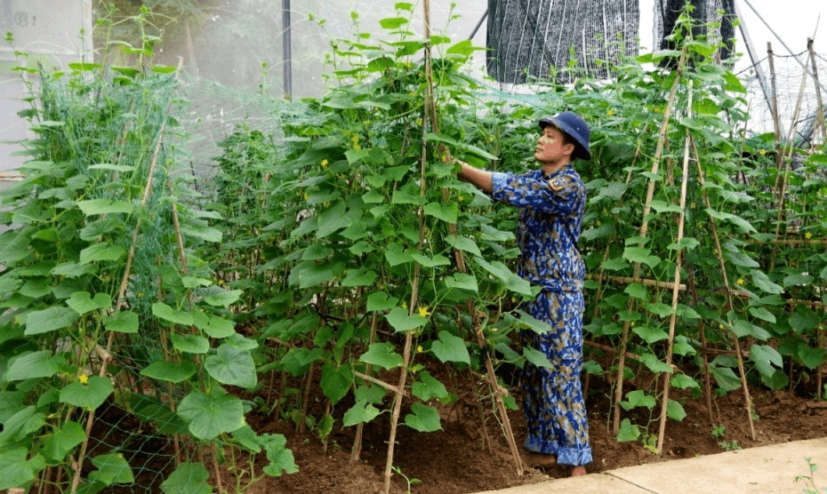 Rau xanh trên vùng cát trắng