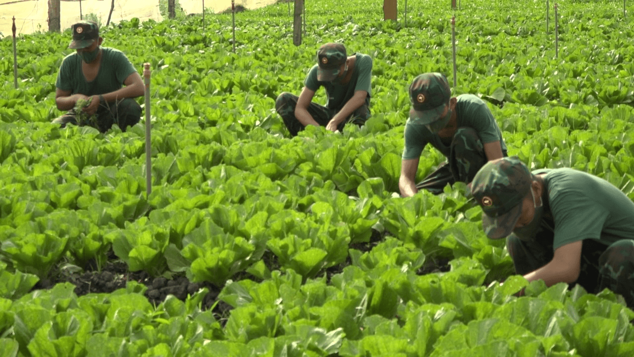Tăng gia trên mảnh đất phèn