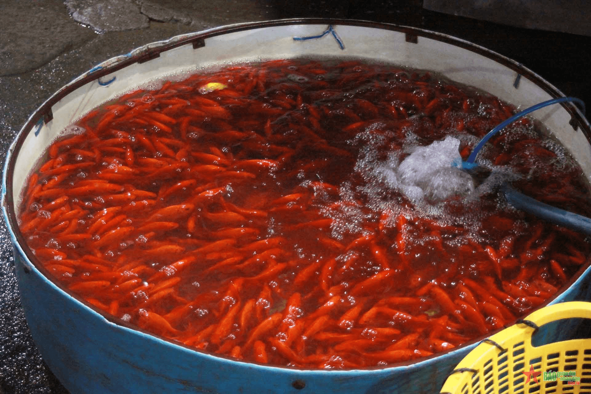 Tiểu thương chợ cá Yên Sở “méo mặt”, người dân e dè mua cá phóng sinh