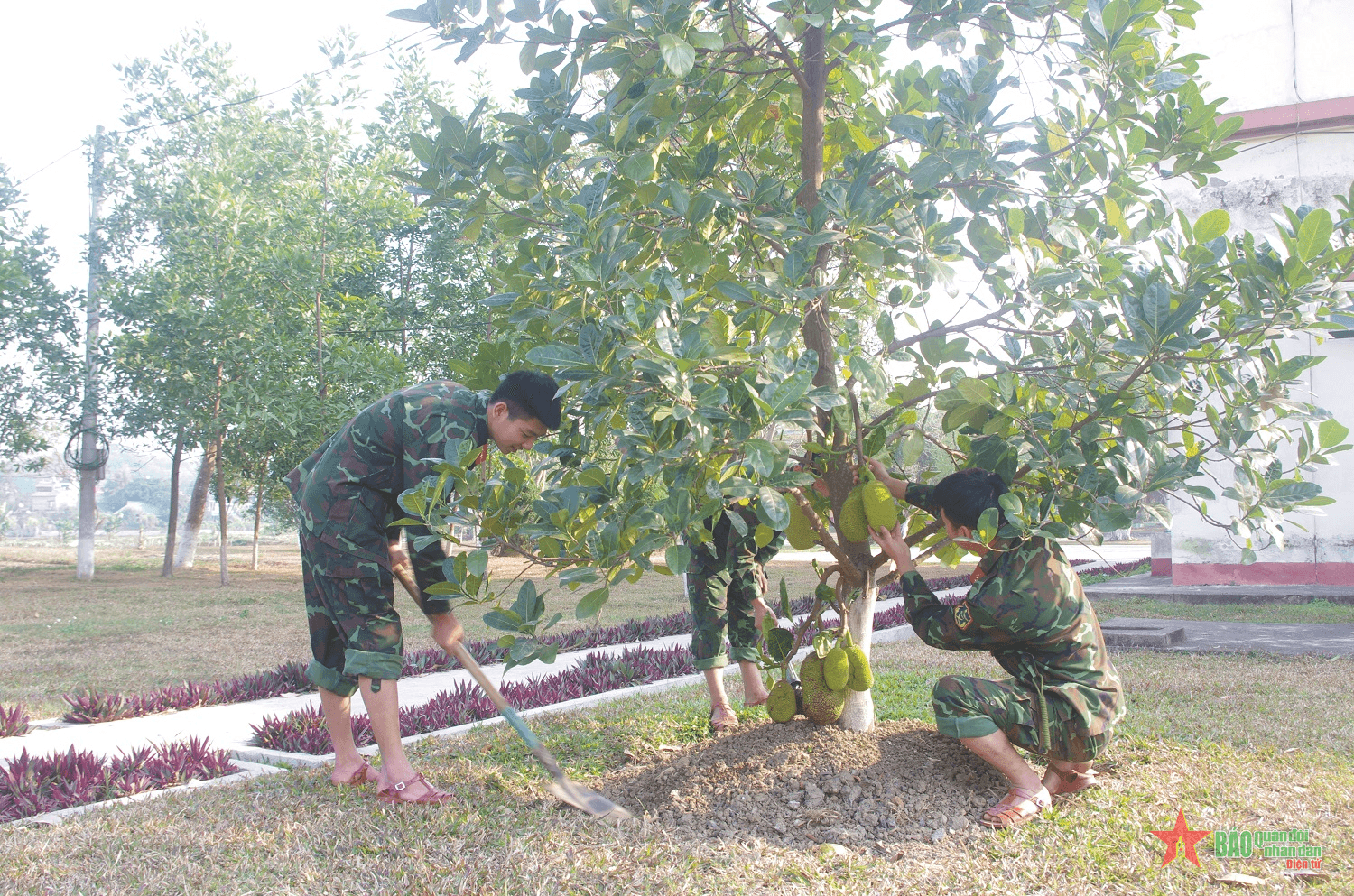 Trồng cây phải đi đôi với chăm sóc cây