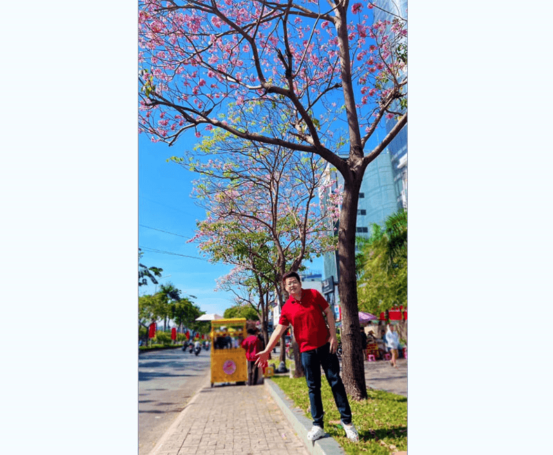 Đắm say sắc hoa kèn hồng