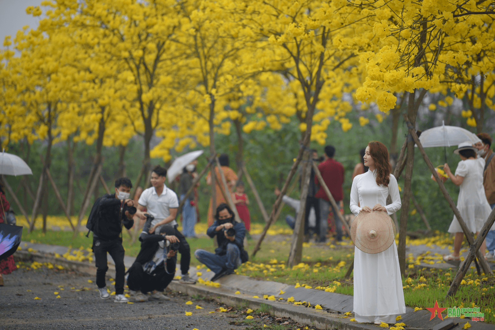 Sắc vàng hoa phong linh