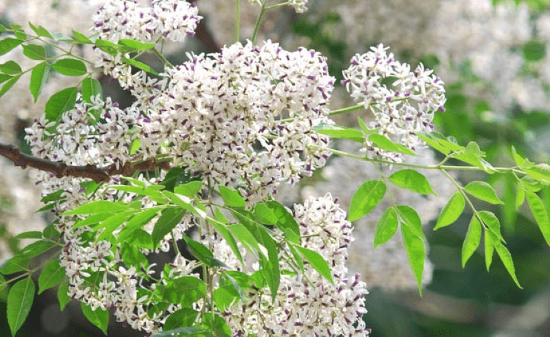 Sắc hoa nỗi nhớ