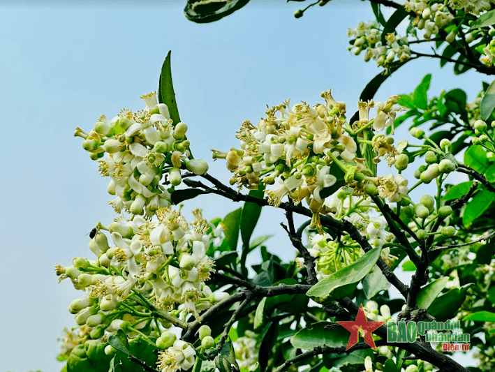 Nồng nàn hương bưởi tháng Ba