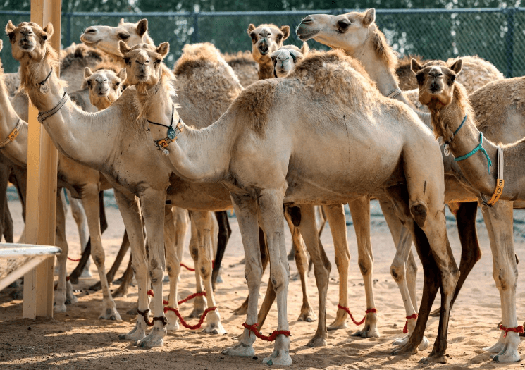 Nhân bản lạc đà ở Dubai