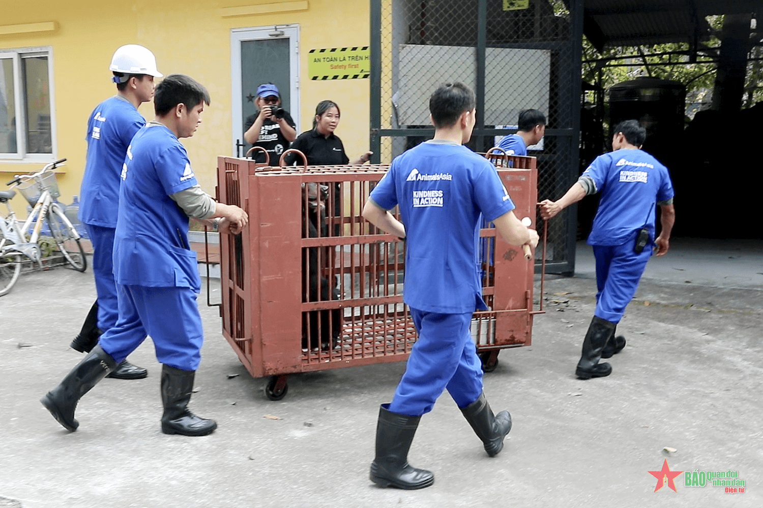 Tổ chức động vật châu Á tiếp nhận một cá thể gấu ngựa từ xã Phụng Thượng, Hà Nội