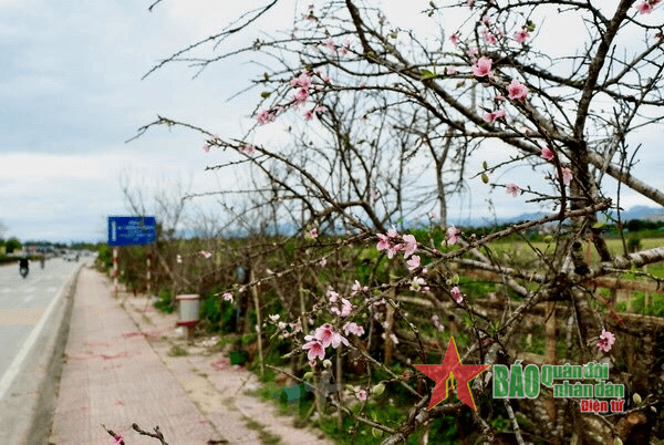 Hết đào rừng, còn đâu bản sắc núi rừng Tây Bắc?