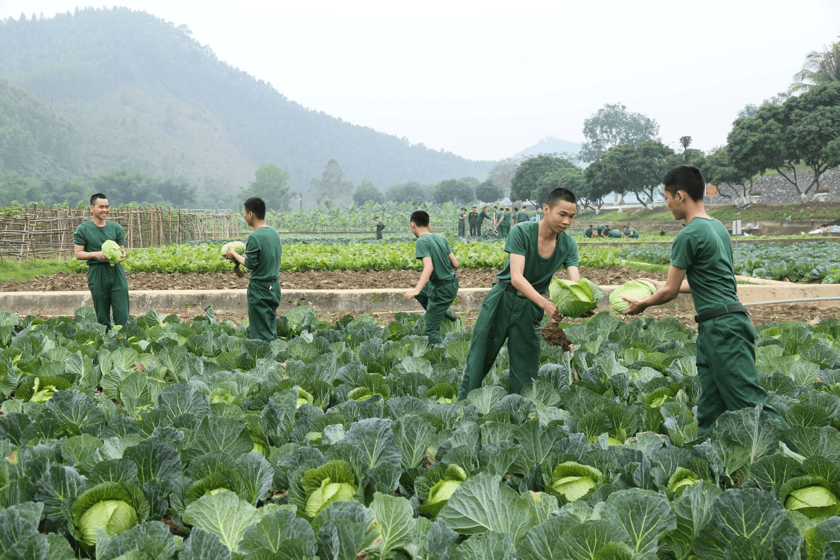 Hiệu quả tăng gia ở Lữ đoàn 409