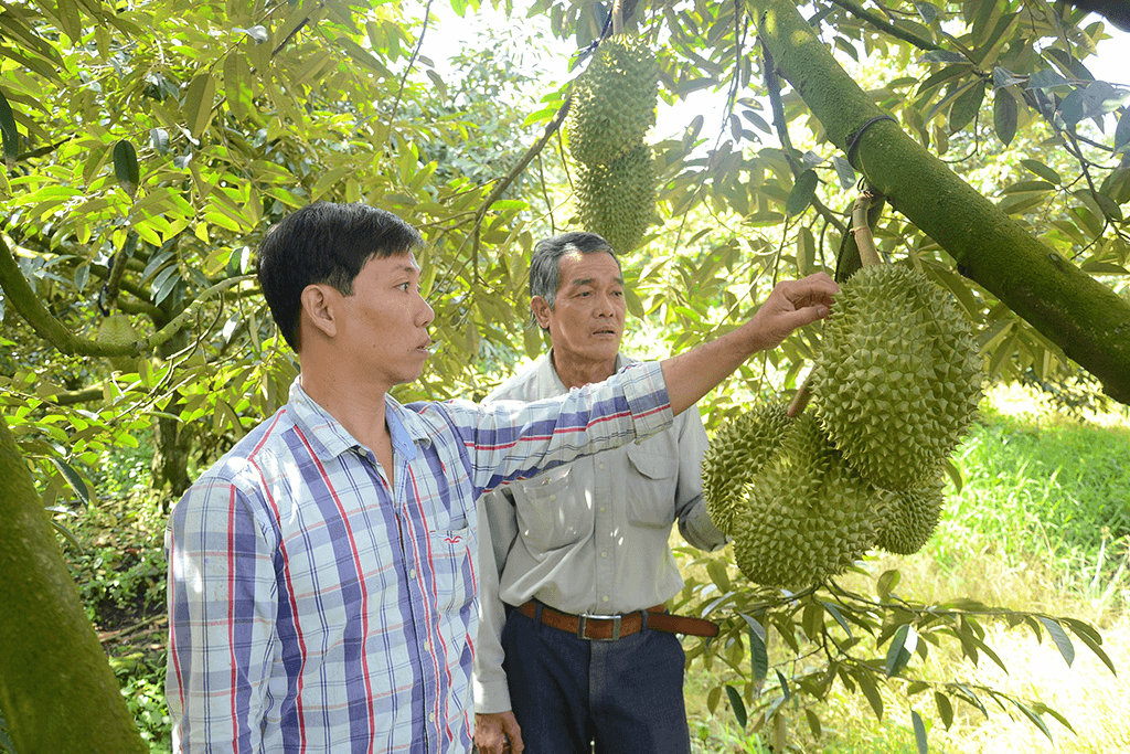 Tiền Giang lo "vỡ trận" sầu riêng