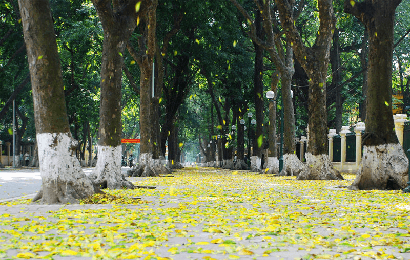 Phố mùa xanh