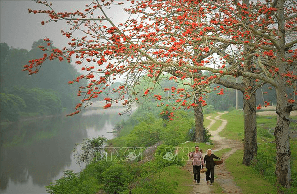 Giữa mùa hoa ngời sắc đỏ