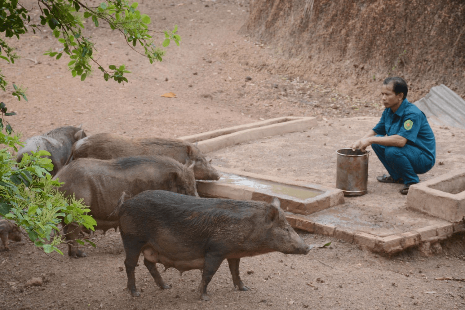 Bộ đội hậu cần làm theo lời Bác Hồ dạy: Sáng tạo nuôi lợn... dưới ao