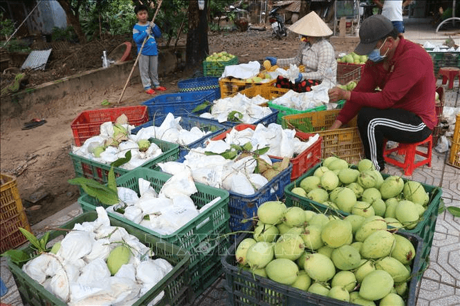 Xe xoài và tô phở