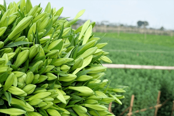 Kỷ niệm mùa hoa tháng Tư