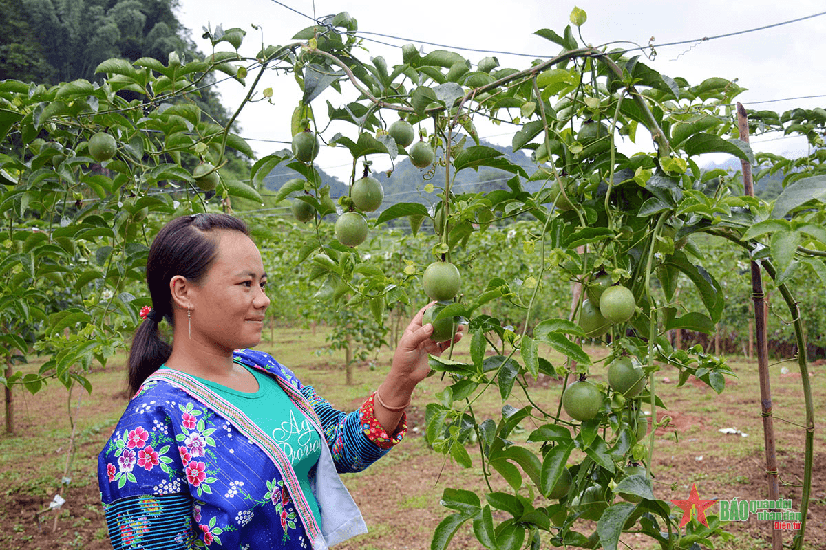 Đẩy mạnh du lịch nông nghiệp, tăng thu nhập cho nông dân