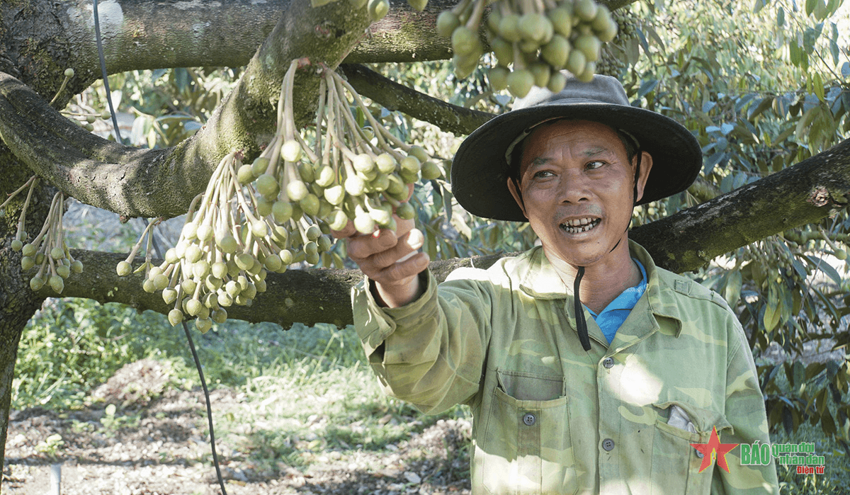 Phát triển diện tích sầu riêng theo hướng bền vững ở Đắk Nông