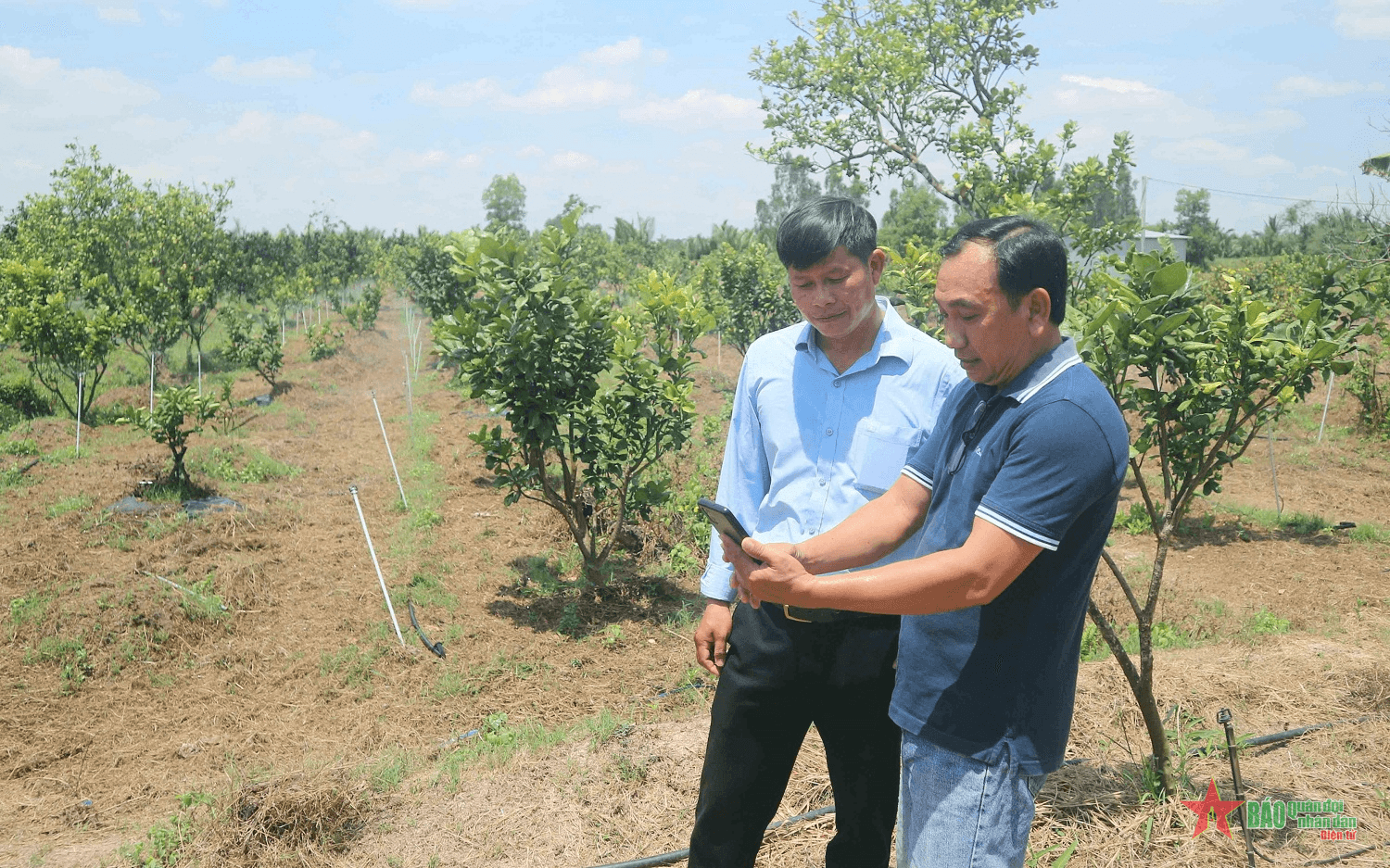 Hiệu quả từ chuyển đổi số trong sản xuất nông nghiệp