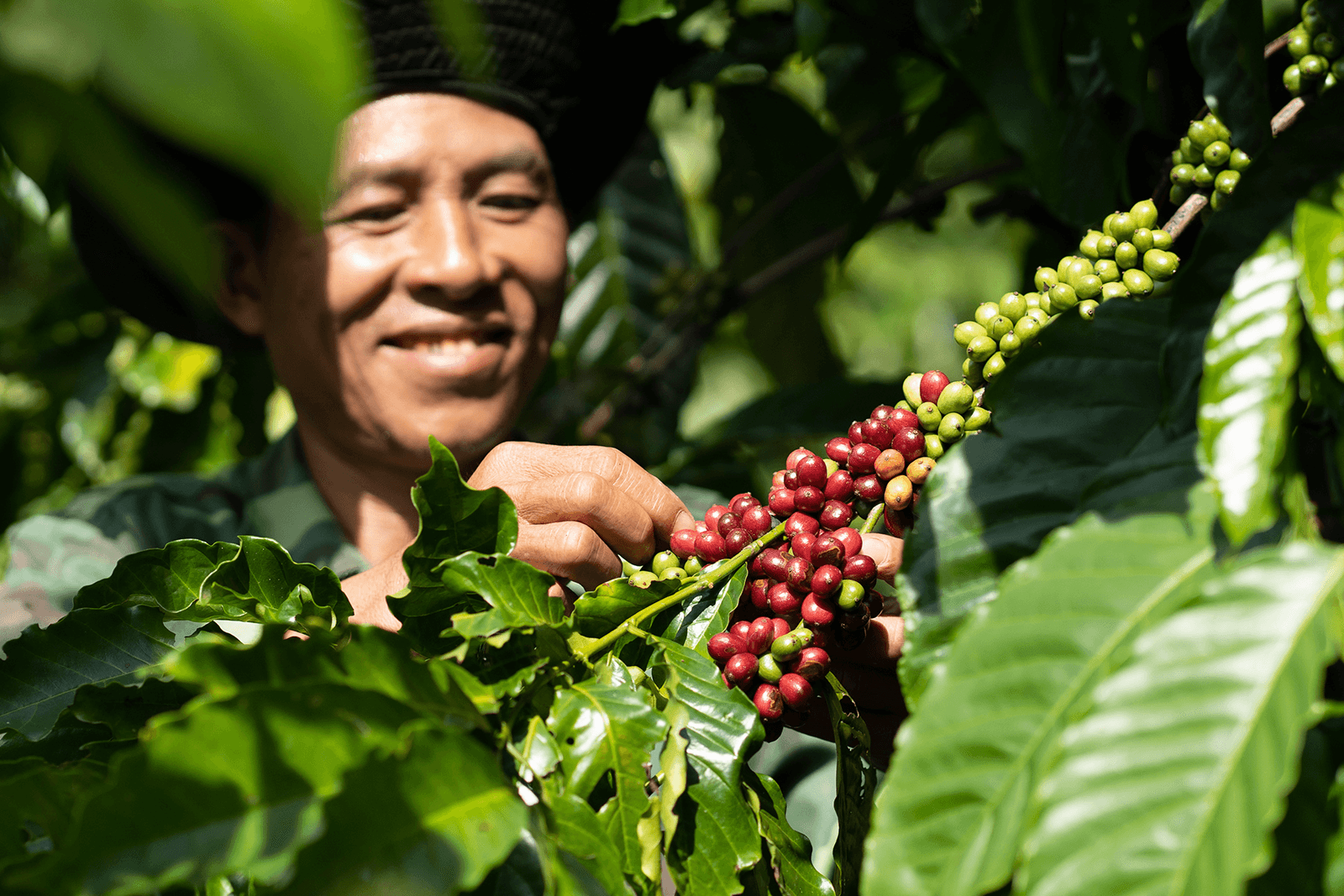 Thúc đẩy nền nông nghiệp phát thải thấp qua mô hình nông nghiệp tái sinh