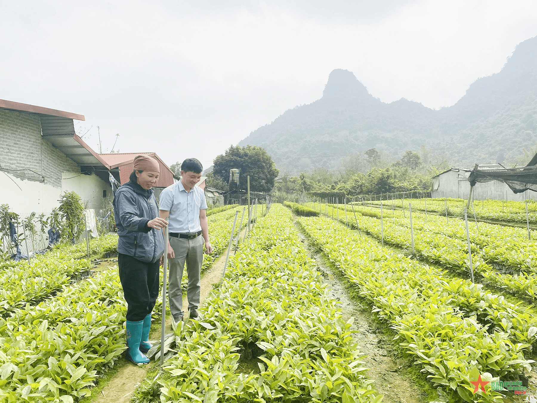 Phát triển kinh tế từ mô hình ươm cây giống