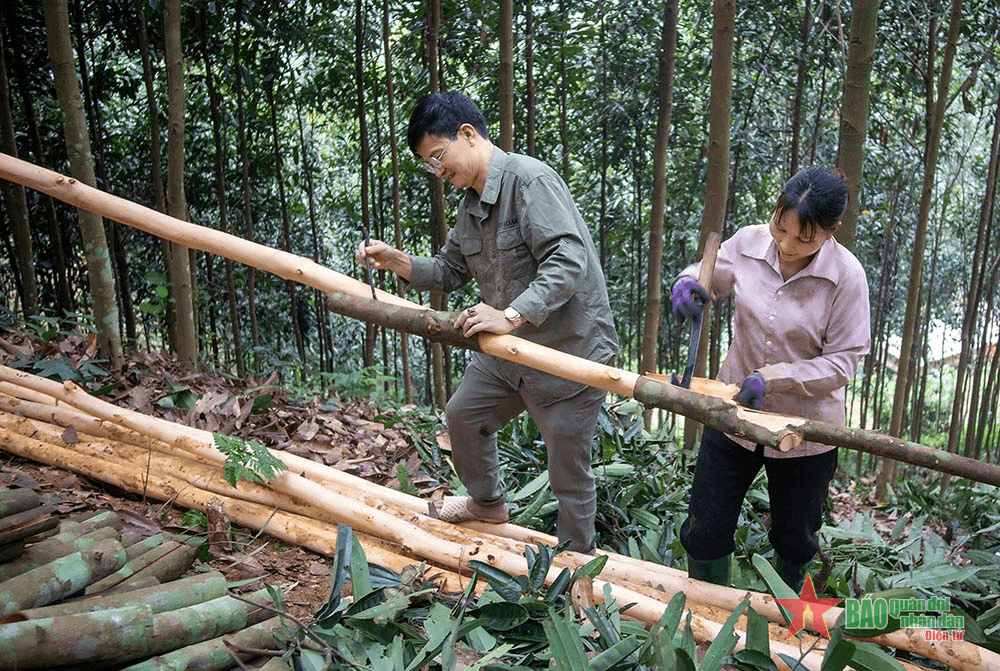 “Vàng xanh” giúp người dân ở Yên Lập thoát nghèo