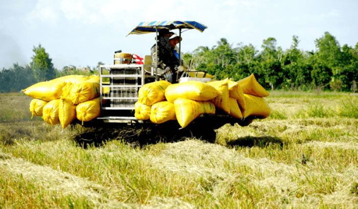 Bao giờ nông dân làm giàu từ nghề trồng lúa?