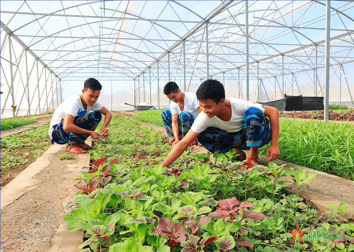 Màu xanh trên vùng đất phèn mặn