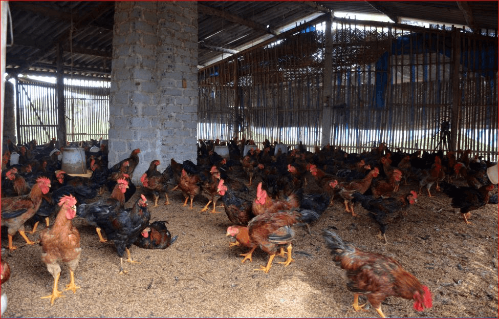 Đối thoại chủ nhật: Chuẩn hóa lại số liệu thống kê để hoạch định chính sách phát triển chăn nuôi