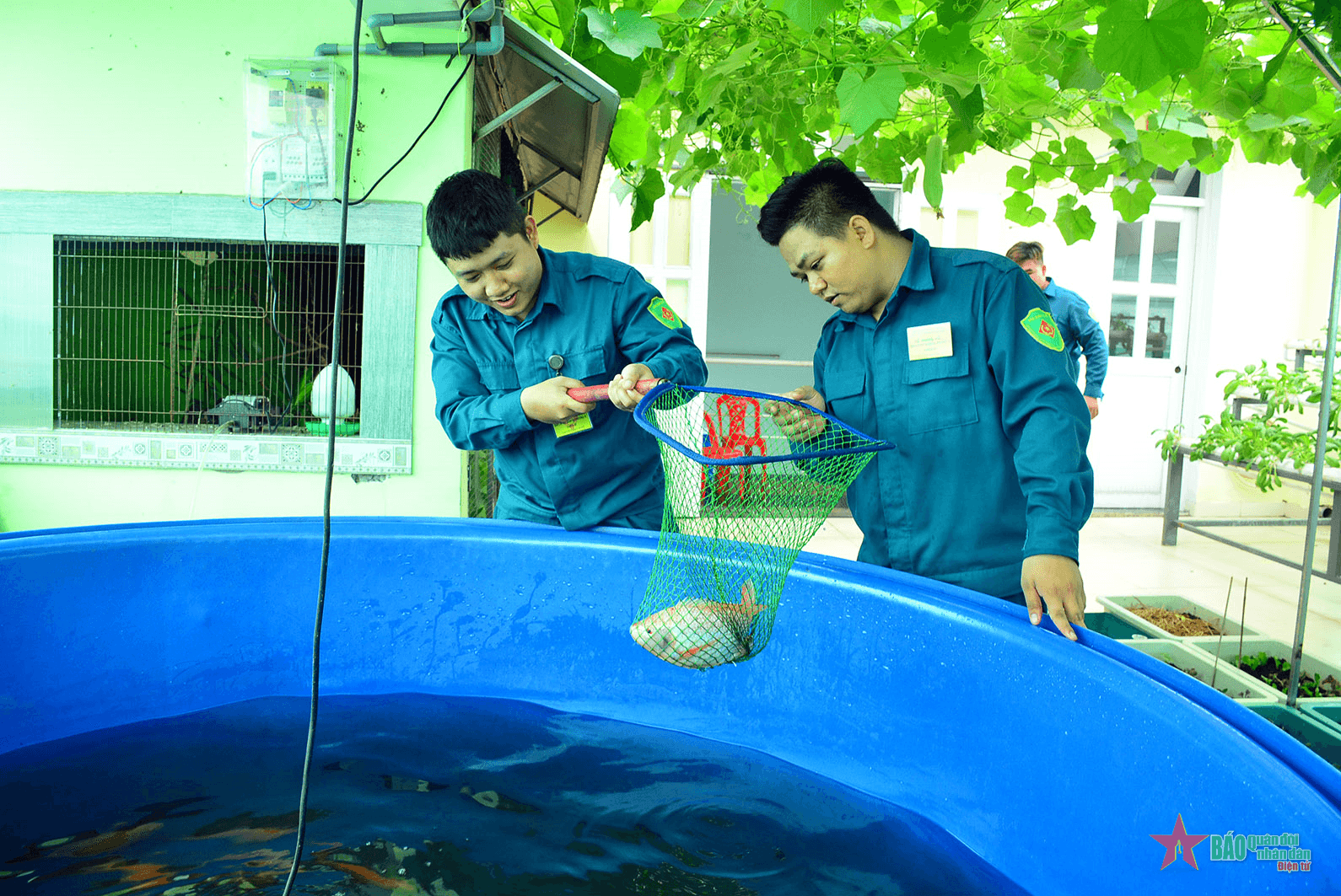 Dân quân tăng gia sản xuất với mô hình “Aquaponics”
