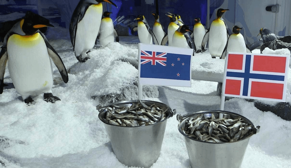 Chim cánh cụt “tiên tri” New Zealand thắng trận mở màn World Cup nữ 2023