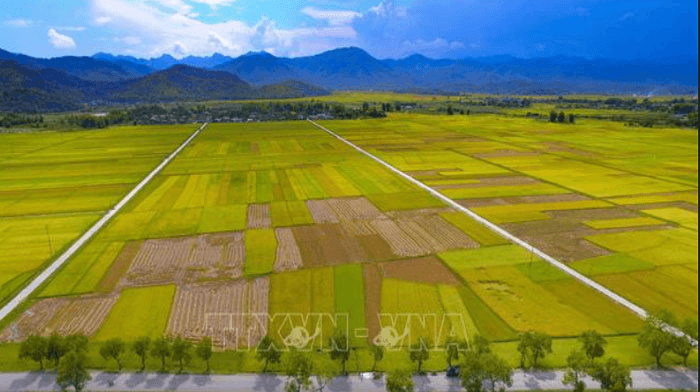 Nỗi nhớ đồng xưa