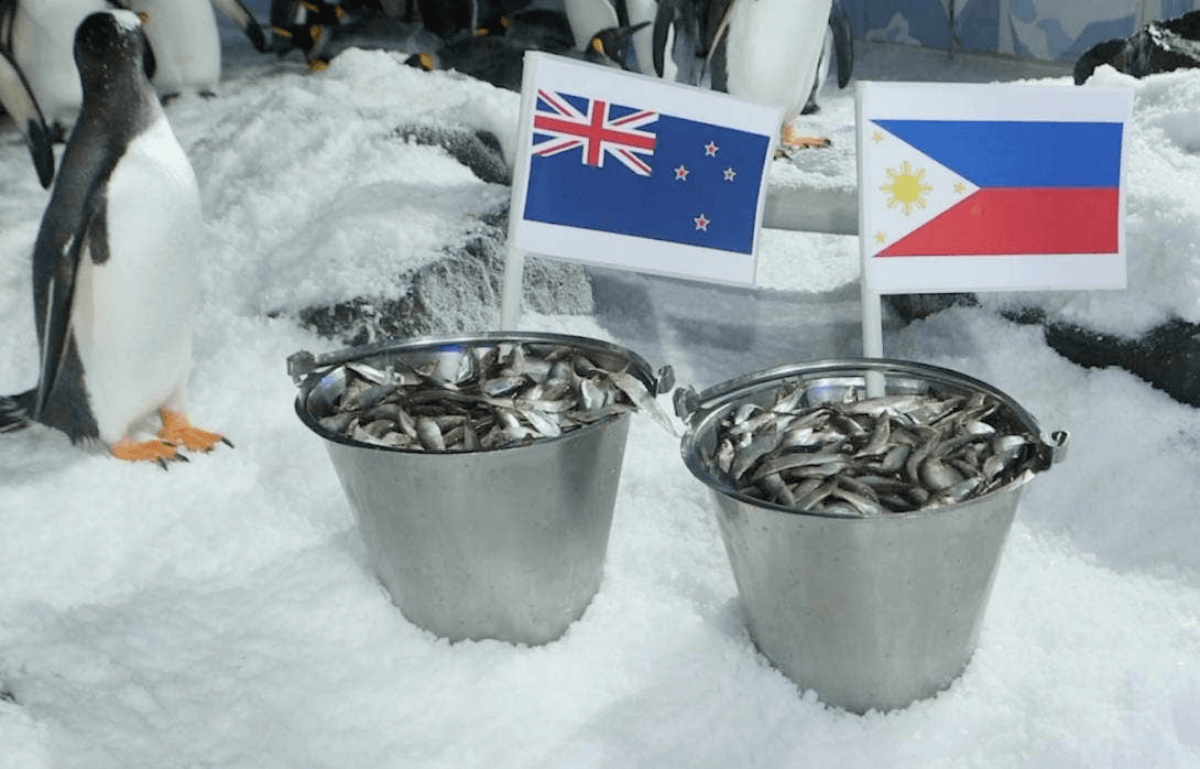 World Cup nữ 2023: Chim cánh cụt tiếp tục trổ tài “tiên tri” trận New Zealand-Philippines