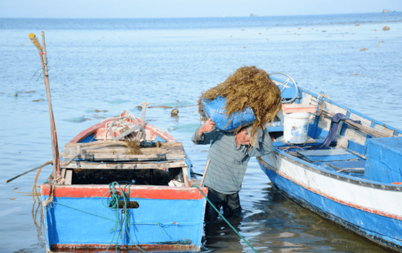 Ống kính bạn đọc: Ngư dân phấn khởi được mùa rong mơ