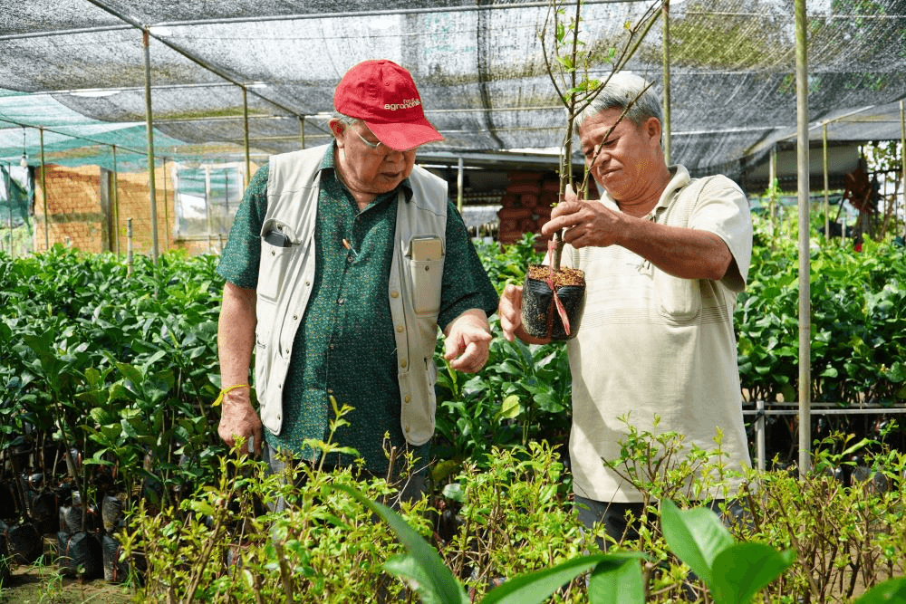 Chất lượng giống cây trồng còn nhiều nỗi lo