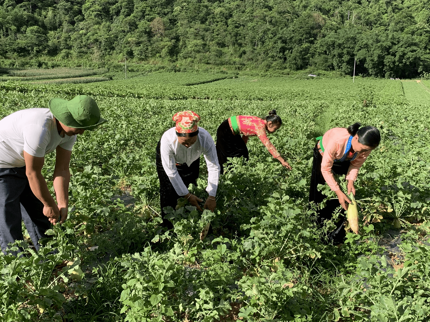 Phát huy hiệu quả mô hình tổ hợp tác ở Tân Lạc