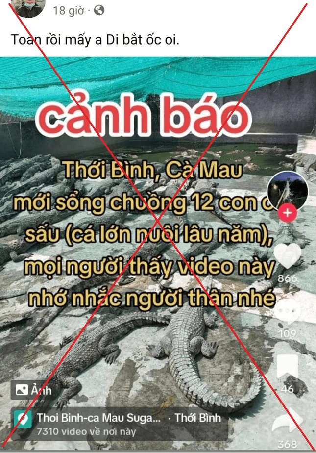 Thông tin cá sấu sổng chuồng ở Cà Mau là sai sự thật