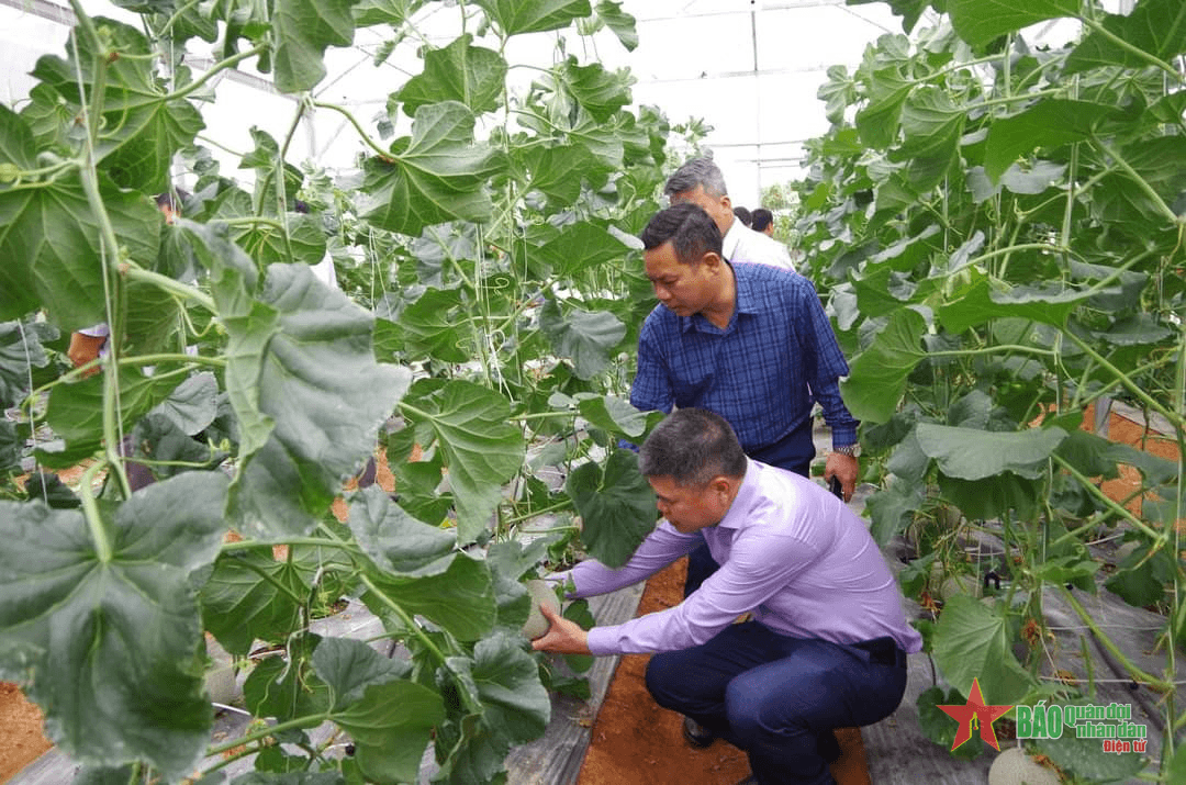 Hiệu quả mô hình nhà lưới đa năng trên đất bạn Lào