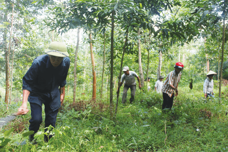 Bộ Quốc phòng trả lời cử tri tỉnh Thanh Hóa về giao cho địa phương 96,8ha đất rừng do Đồn Biên phòng Quang Chiểu quản lý