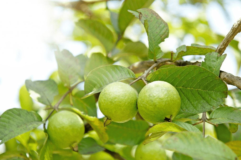 Giữa mênh mông hương ổi