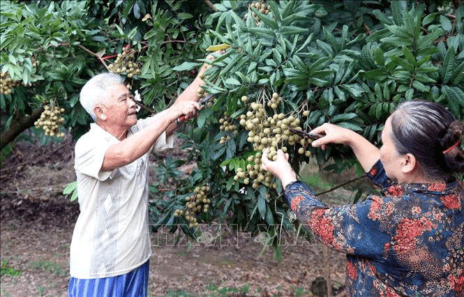 Tour trải nghiệm vườn nhãn ở Hưng Yên thú vị thế nào?