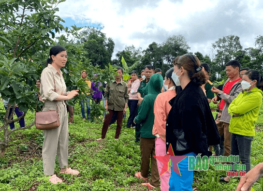 Người dân vùng biên Tuy Đức được tập huấn chăm sóc cây trồng theo tiêu chuẩn VietGAP