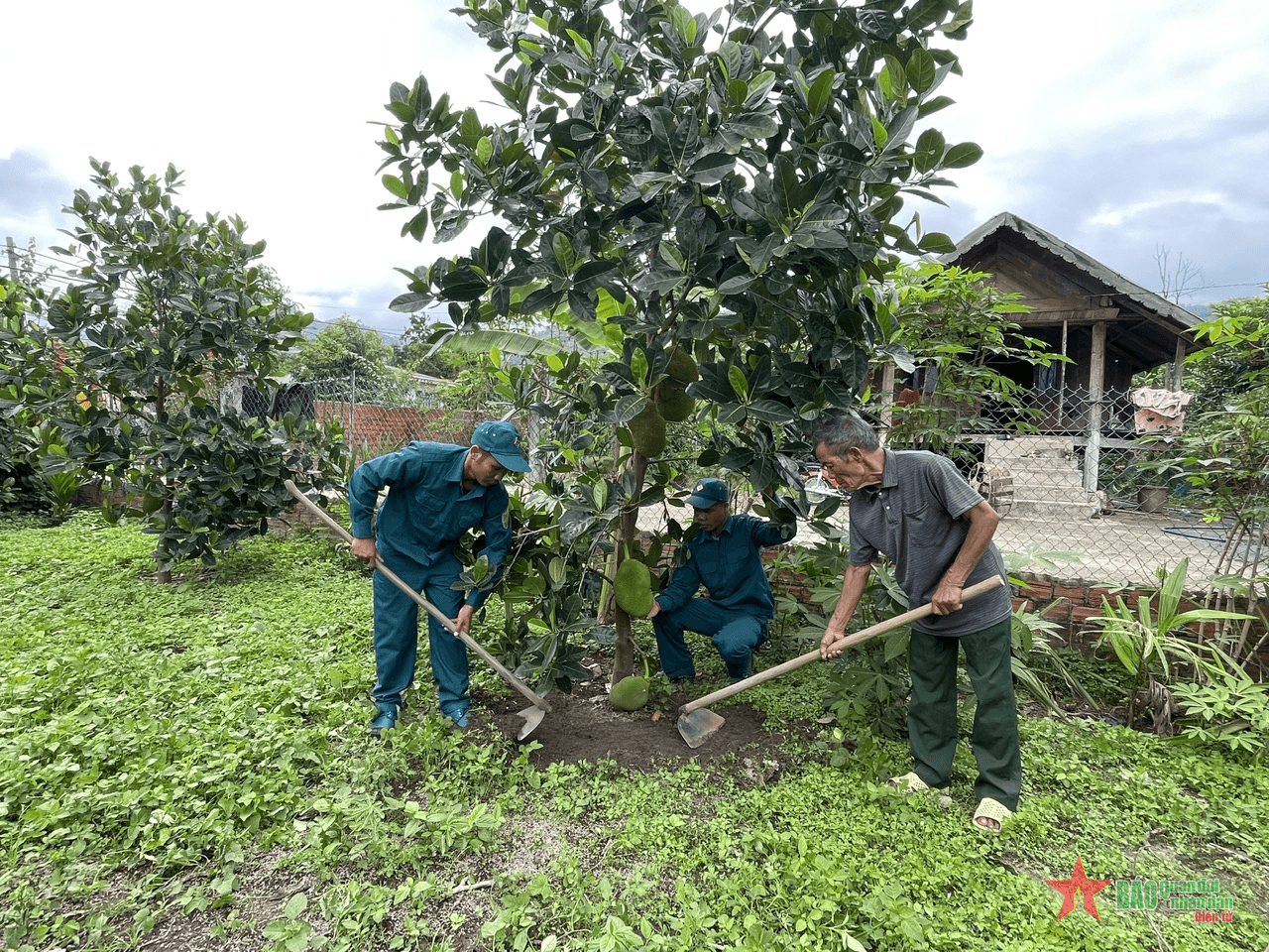 Hiệu quả chính sách chuyển đổi cây trồng ở Bông Krang
