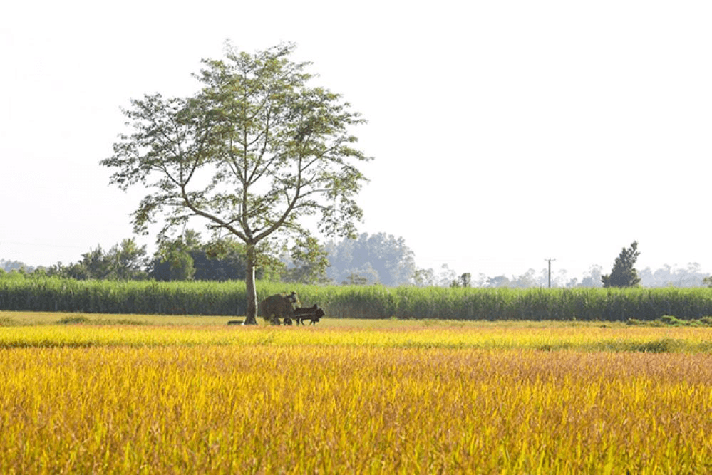 Nhịp đếm tuổi thơ