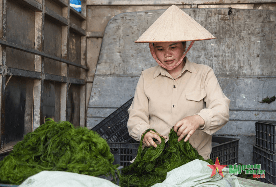 Rêu đá Mường Luân