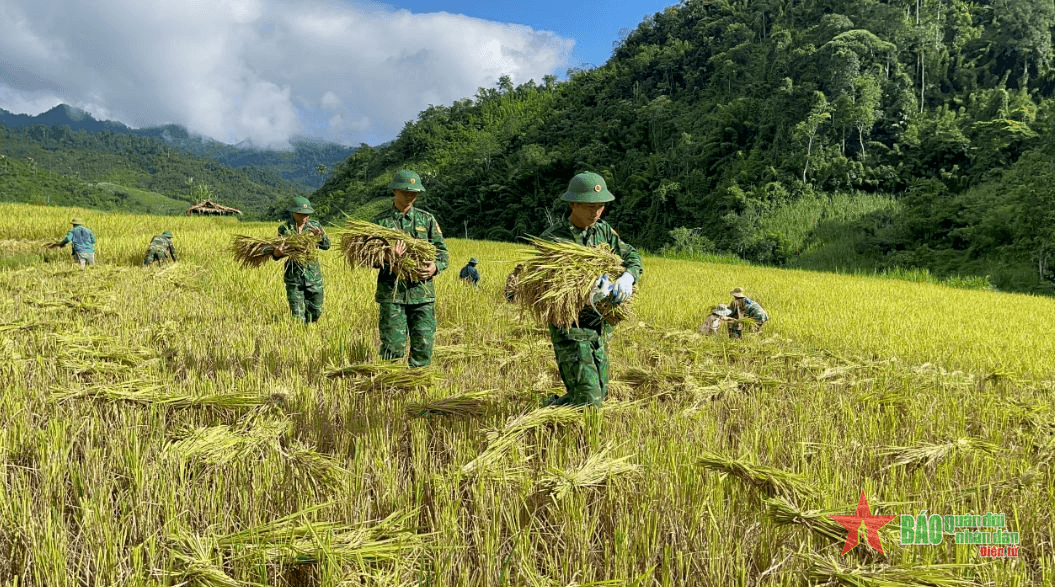 Sau lũ, bộ đội xuống đồng gặt lúa giúp dân