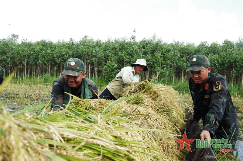 Long An: Dầm mình dưới nước gặt lúa giúp dân


​